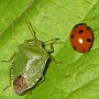 green shield bug